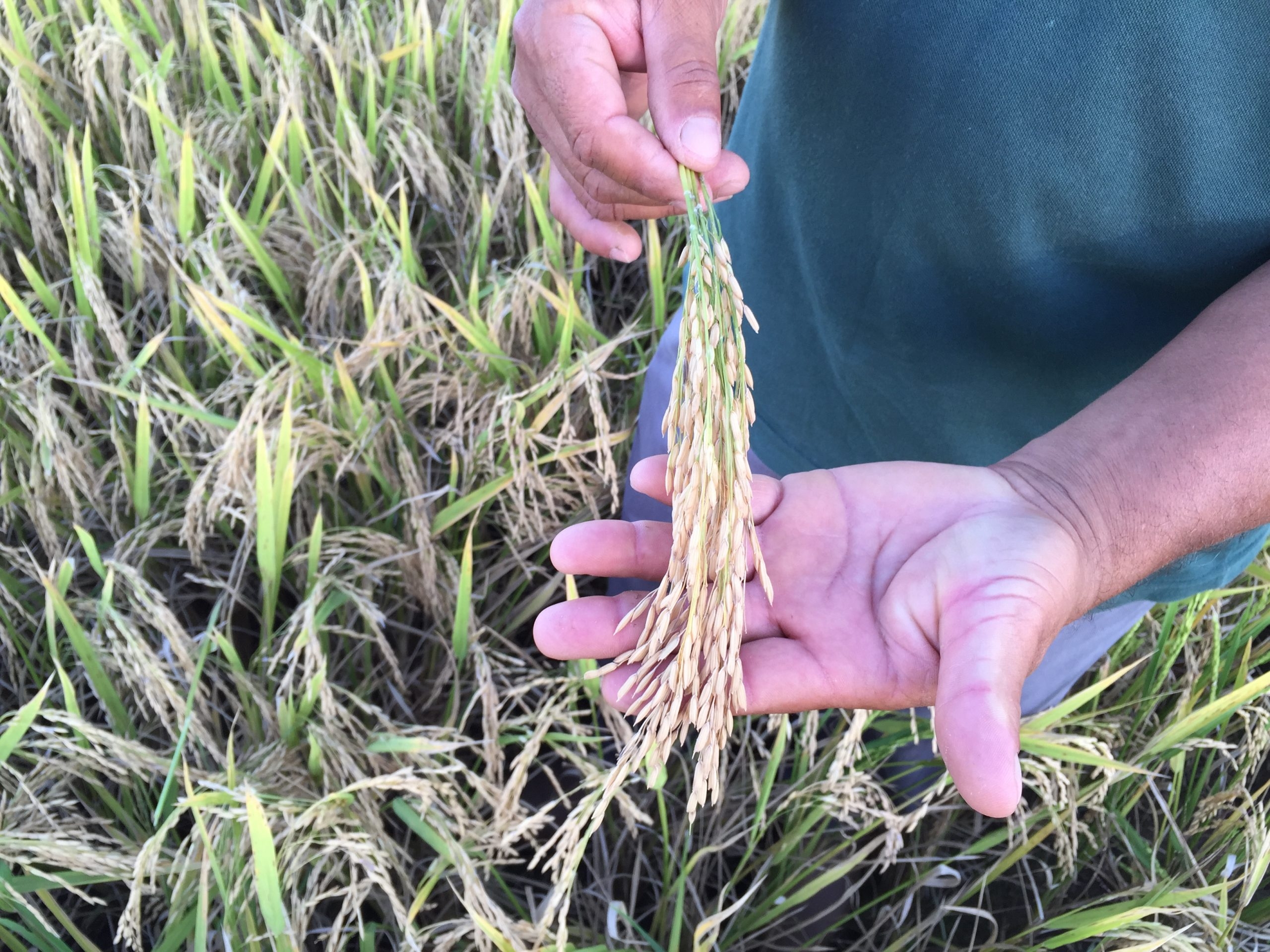 Estoques de arroz da Conab caíram de 1.629 toneladas, em 2015, para 22 toneladas atualmente. foto: Blog do Planalto